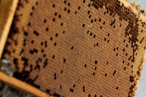Close up of bee comb with eggs, brood without bees Royalty Free Stock Photos