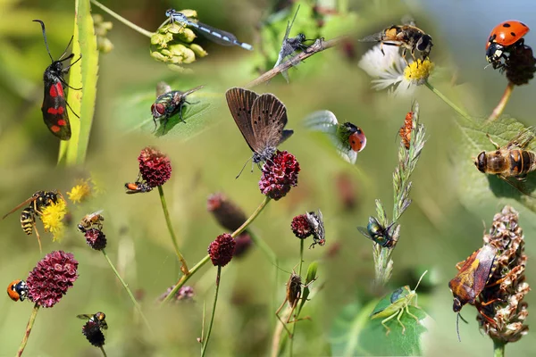 Collage de beaux insectes différents comme affiche — Photo