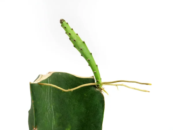 Germoglio giovane con radici su vecchio cactus verde, nasce una nuova succulenta — Foto Stock