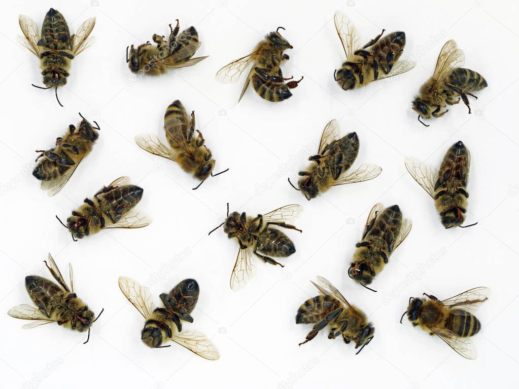 Close up of dead bees isolated on white background, concept of bees die
