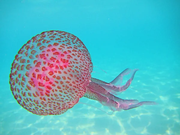 Pelagia noctiluca Medusas en el mar, de cerca — Foto de Stock