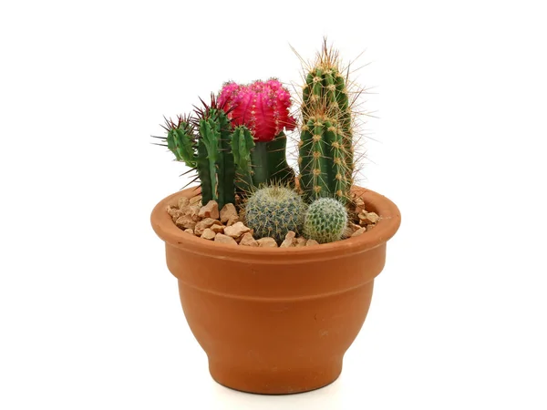Samling av cactus i en terrakotta kruka på vit bakgrund — Stockfoto