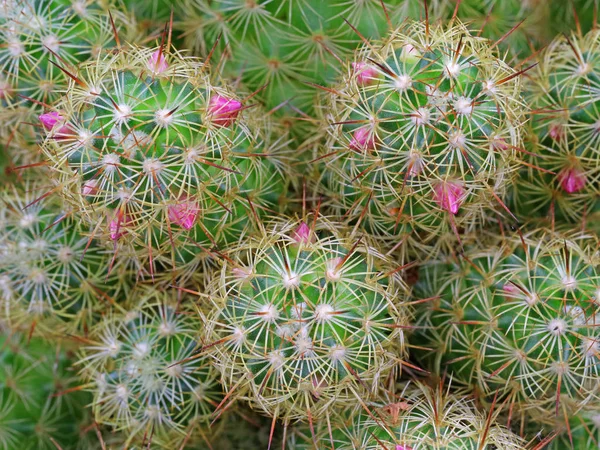 De cerca, vista superior de cactus con flores rosadas como fondo —  Fotos de Stock