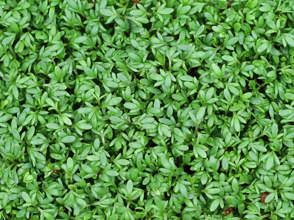 Arka planını taze Bahçe cress, üstten görünüm