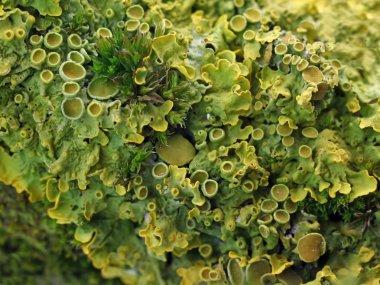 bir şube liken ve moss ile yakın çekim