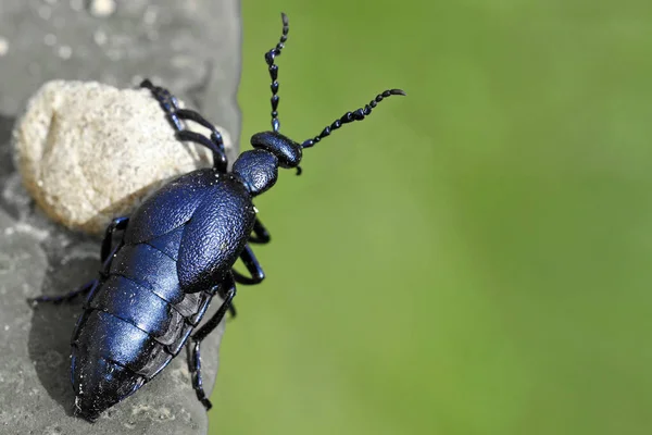 Kopya alanı ile köşede siyah petrol beetle, Meloe proscarabaeus, görünüyor — Stok fotoğraf