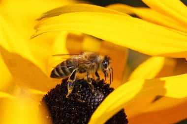 Polen nektarı sarı çiçekler içinde toplama bal arısı kaplı, yakın çekim