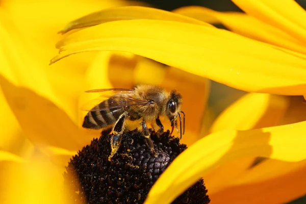 ミツバチは黄色い花の蜜を集める花粉で覆われ、クローズ アップ — ストック写真