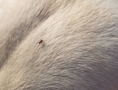 beyaz bir köpeğin kürk kene yakın