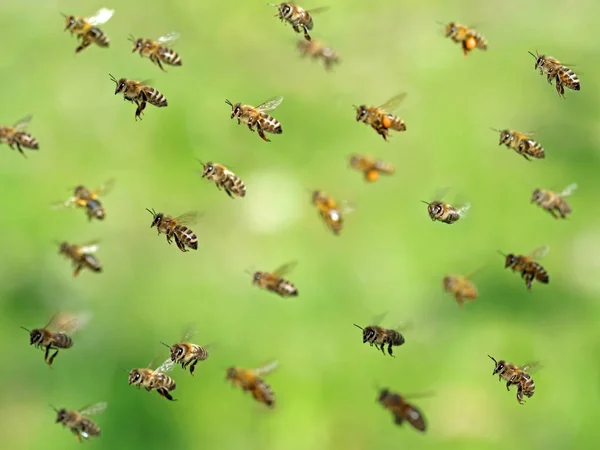 Macro tiro de abelha voadora enxame depois de coletar pólen na primavera no bokeh verde — Fotografia de Stock