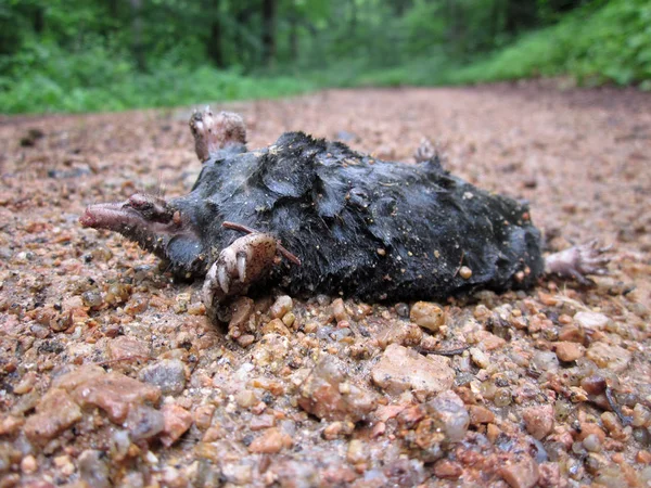 Taupe morte sur le sentier forestier dans la forêt — Photo