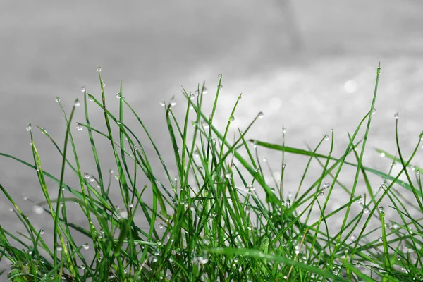 Morning dew drops on green blades of grass — Stock Photo, Image