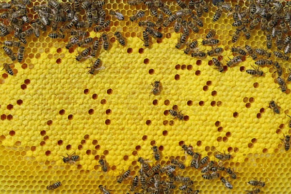Пчелы на сотах с фоном клеток выводка — стоковое фото