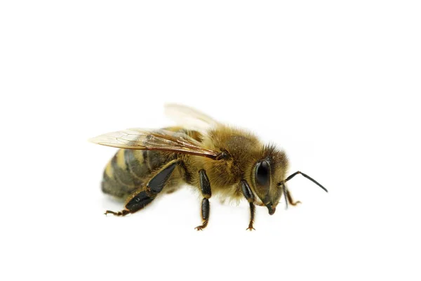 Bee macro side view isolated on white background, close up of honeybee — Stock Photo, Image