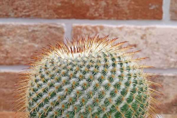 Ball kaktus fabrik i terrakotta kruka på sten bakgrund och kopierings utrymme — Stockfoto