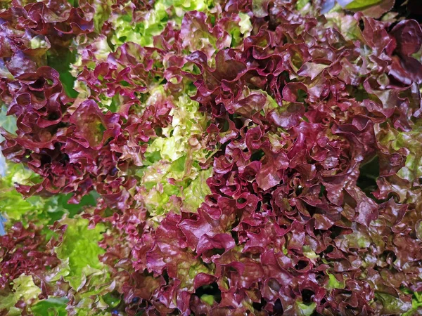 Close up of fresh Lollo Rosso lettuce as background — Stock Photo, Image