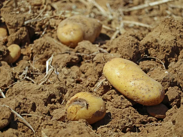 Várias batatas em um campo recentemente colhido no solo — Fotografia de Stock