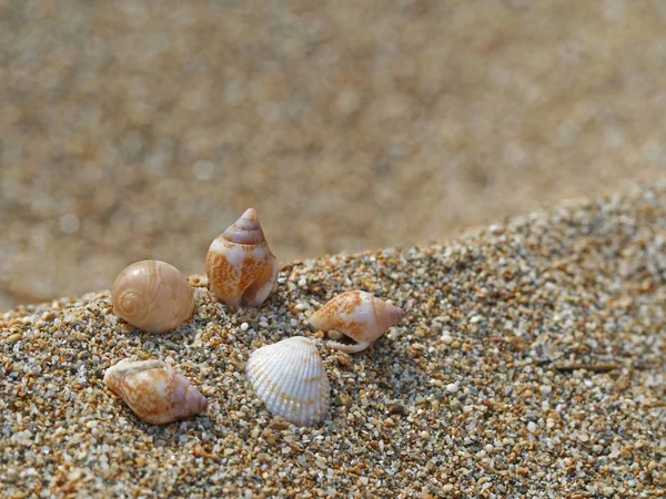 Small seashells in the sand background - macro shot of beautiful seashells — Stock Photo, Image