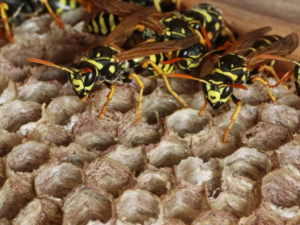 Close up de ninho de vespas com espaço de cópia — Fotografia de Stock
