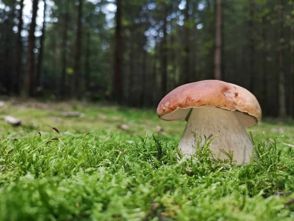 Boletus aestivalis yakın, orman arka plan ile yosun mantar, kopya alanı