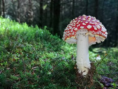 Sinek dışkısına yakın, orman arka planında yosunlu mantar, boşluğu kopyala