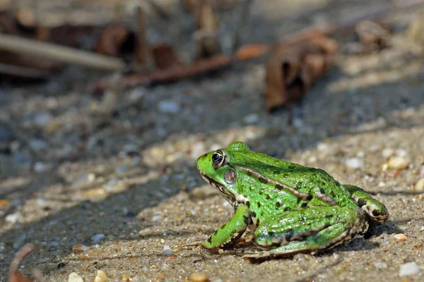 green frog on sandy ground near the water, copy space