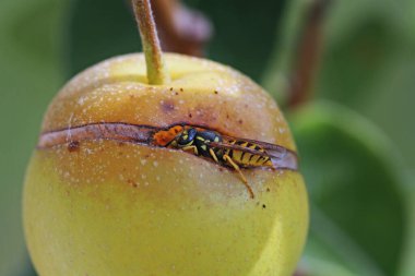 Arı makrosu ağaçta elma yiyor.