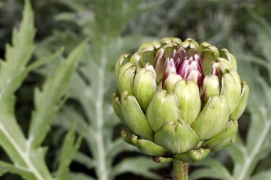 Cynara Skolymus 'un arka planda yeşil yapraklı enginar tomurcuğunun yakın çekimi. Papatya familyasından devedikeni benzeri bitkiler, yenilebilir tomurcukları var..