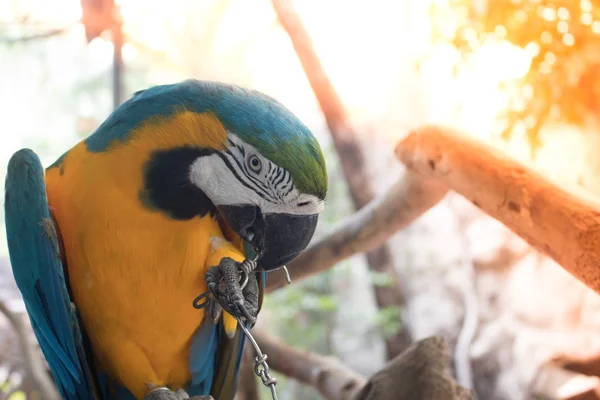 Colorato Uccello Ara Sta Mordendo Catena Metallo Intorno Con Sfondo — Foto Stock
