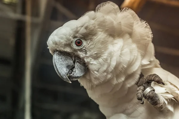 Oiseau Aras Blanc Fermé Autour Avec Fond Naturel — Photo