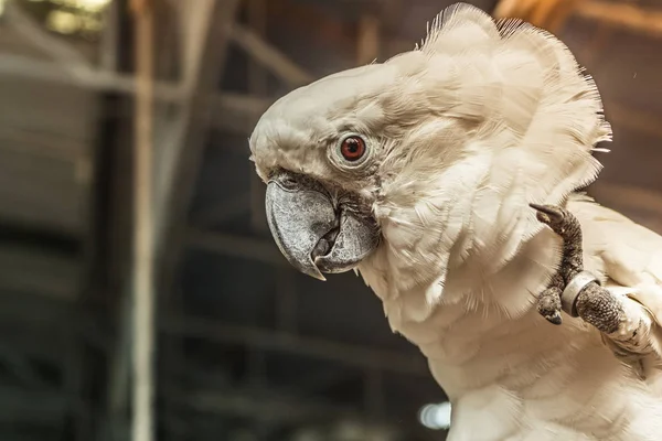 Chiuso Uccello Ara Bianca Intorno Con Sfondo Naturale — Foto Stock