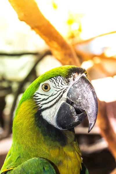 Uccello Macaw Colorato Intorno Con Sfondo Alberi Naturali — Foto Stock