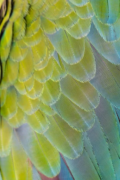 Schön Von Vogelfeder Hintergrund — Stockfoto