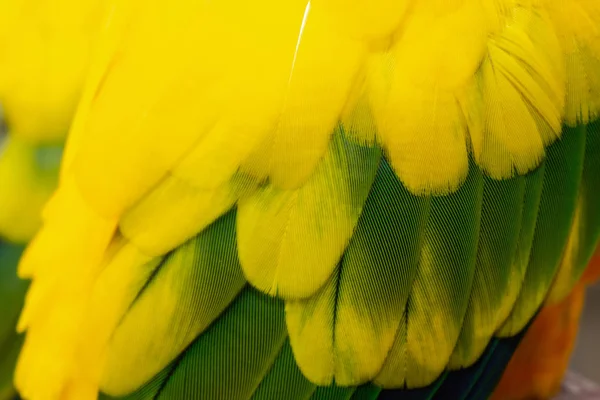 Piękne Tło Pióro Ptak — Zdjęcie stockowe