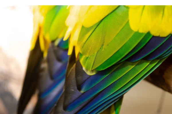 Beautiful Bird Feather Background — Stock Photo, Image