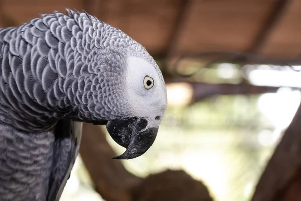 Face Oiseau Aras Avec Plume Grise Noire Autour Avec Fond — Photo