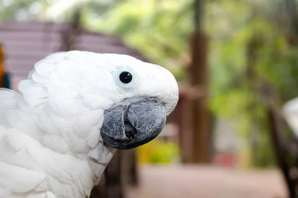 Uccello Macaw Colorato Intorno Con Sfondo Alberi Naturali — Foto Stock