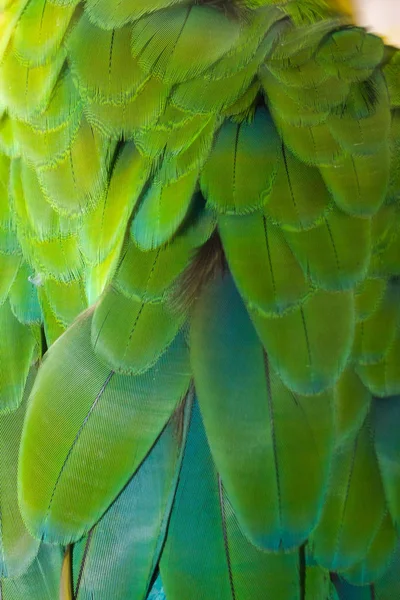 Beautiful Bird Feather Background — Stock Photo, Image