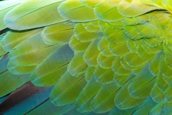 Piękne Tło Pióro Ptak — Zdjęcie stockowe