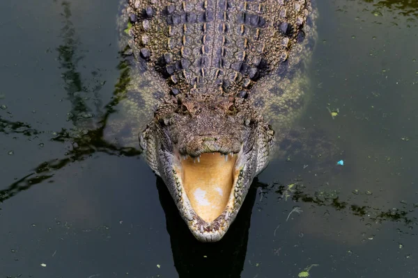 Hungry Crocodiles Pond — Stock Photo, Image