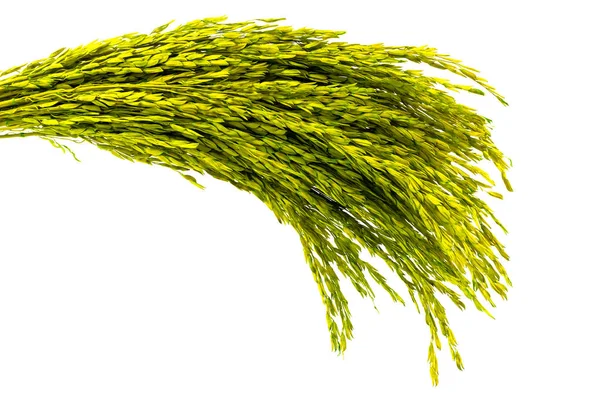 Yeşil kulak beyaz arka plan üzerinde paddy kulak izole pirinç kurutulmuş