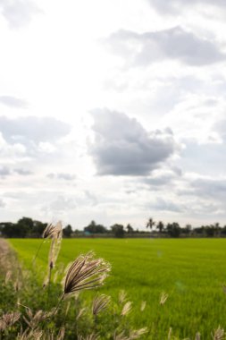 Arka plan yeşil pirinç alan ve etkilenen güneş ışığı ile güzel kahverengi çimen çiçekler