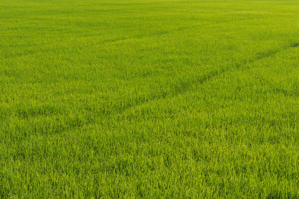 The large of rice field, Farmland of growing rice.