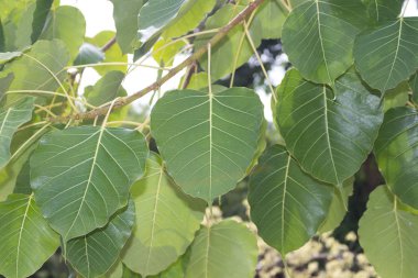 Bo yaprak yeşil ağaç arka plan ile ağacının dalını üzerinde güzel