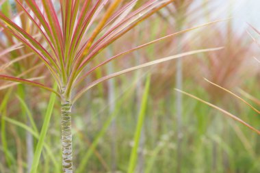Bahçe manzaralı renkli uzun ince yaprakları ile küçük ağaç köklerini eğik çizgiler