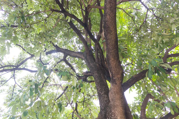 Textura Árvore Grande Tronco Com Propagação Ramos Refletida Partir Luz — Fotografia de Stock