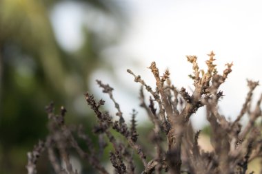 «Ana sayfa» ile küçük ölü ağacın dalları, arka plan beyaz gökyüzü ve yeşil ağaçlar yapraksız çevresinde