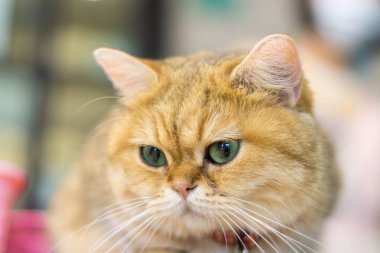 Odada yeşil gözler ile sevimli sarı kedi kapalı