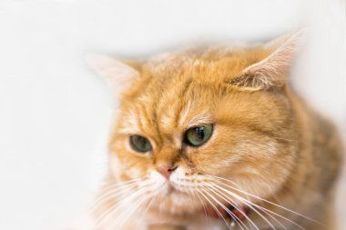 Odada yeşil gözler ile sevimli sarı kedi kapalı