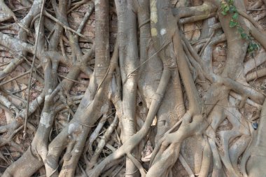 Ağaç kökü kırmızı tuğla duvar arka plan yüzeyinde diffdür